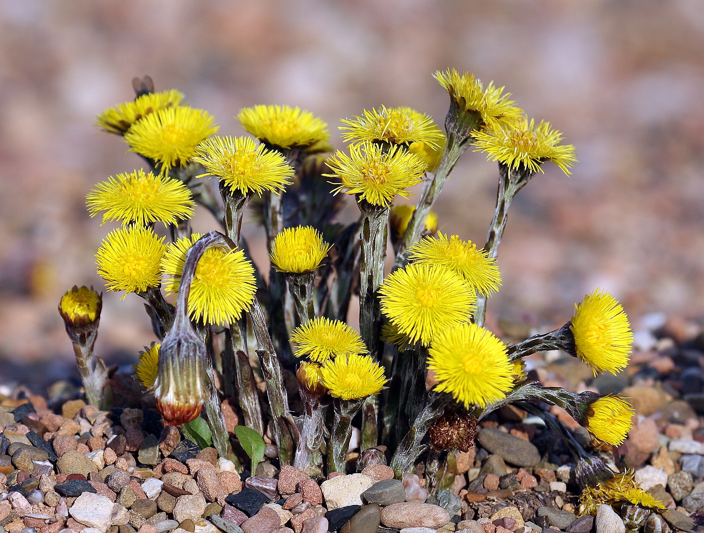 1426px Coltsfoot