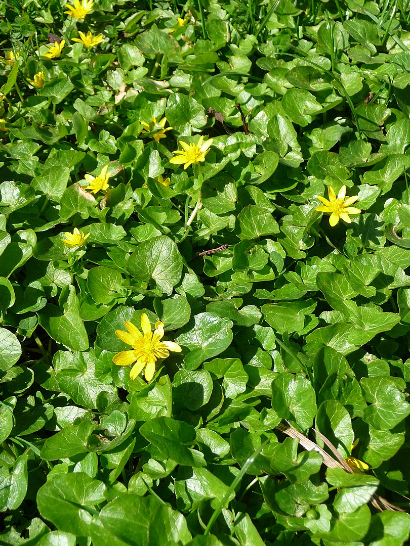 810px Achtblättrige gelbe Blüten 2