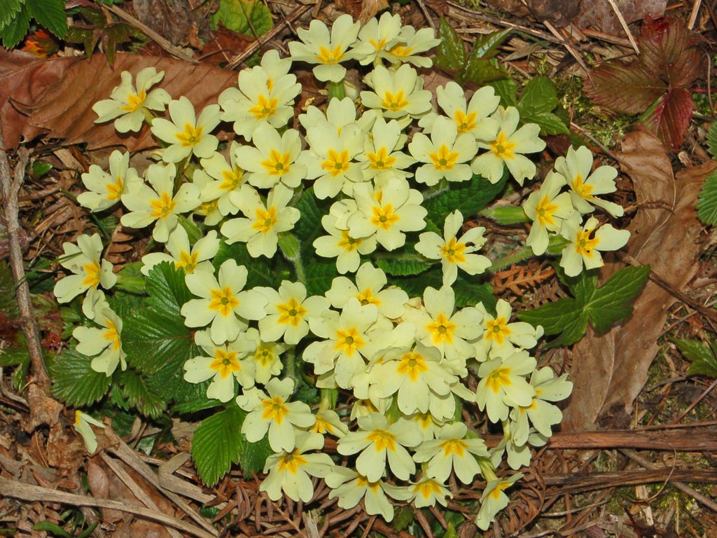Primulaceae Primula vulgaris 8303630901