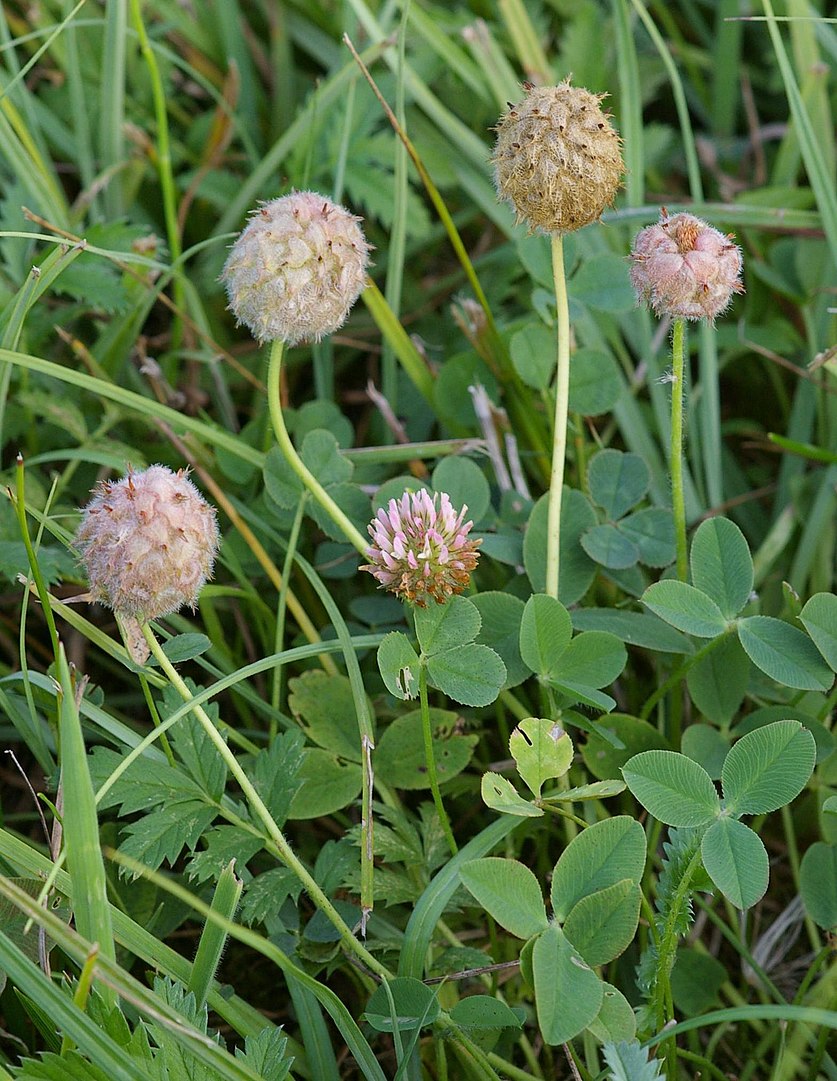 837px TrifoliumFragiferum1