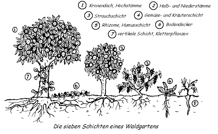 Waldgartenprinzip 1